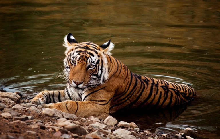 Jaisalmer Tour Package