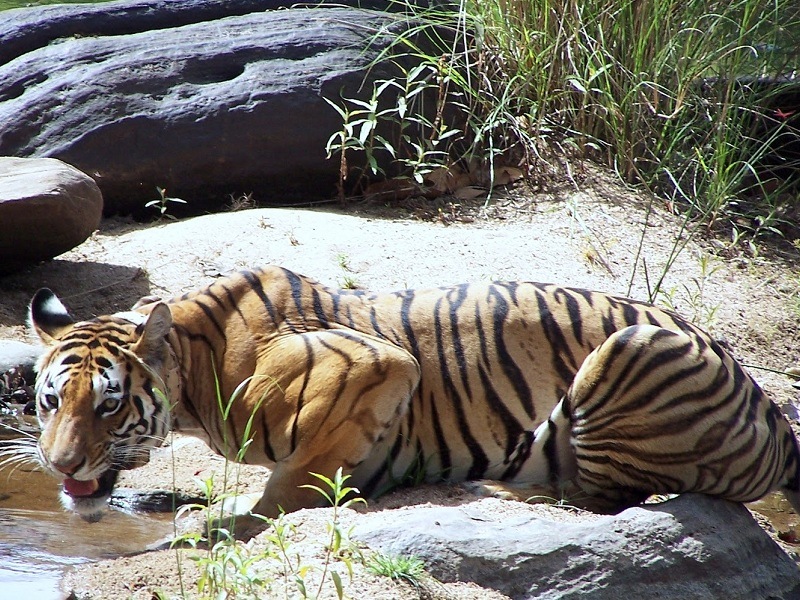 Khajuraho Panna National Park